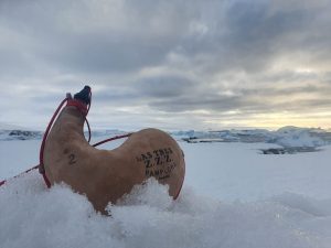 cuidados para una bota de vino