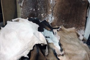 Pieles de cabra curtidas al natural en Las Tres ZZZ